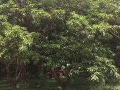 -放鸡岛生态旅游国际度假区