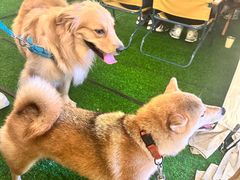 -CAMP.33露营烤肉·团建聚餐(创智天地店)