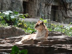 -广州长隆野生动物世界