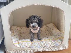 -凯瑞希宠物医院·狂犬免疫·微创·皮肤科