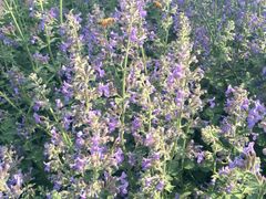 iphone_upload_pic-永定河休闲森林公园