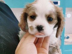 -萌宠之家·腊肠犬·马尔泰·小体犬舍