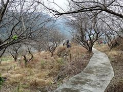 -广州市流溪河国家森林公园