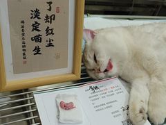 -瑞派名望志远动物医院·猫科·內科·异宠专科(直港大道店)