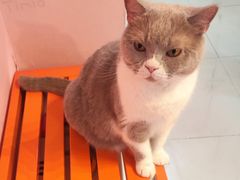 -我爱猫咪·猫咖·狗咖·安哥拉兔·羊驼咖(小寨华旗店)