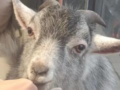 -怪兽屋·羊驼·猫咖·狗咖(俊华广场店)