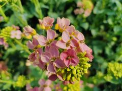 -中国天府农业博览园