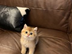-momokira米努特·德文卷毛猫·棉花面纱犬
