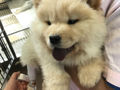 -北京观赏动物医院·24小时大型综合·猫专科·异宠专科