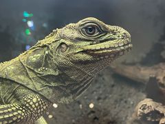 -抱暴龙爬宠·异宠·撸宠撸爬主题馆(大学路店)