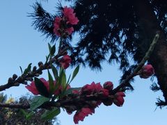 -桃花涧