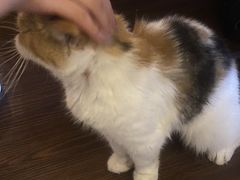 -猫岛主趣味餐厅(鼓浪屿店)
