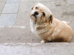 -老殷锅仔