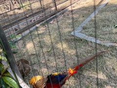 -深圳野生动物园
