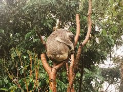 -可伦宾野生动物保护区