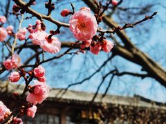 -梅花山(明孝陵内)