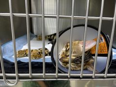 -福州肆爪动物医院