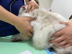 -艾贝尔宠物医院·24H转诊中心·肿瘤猫专科(江宁双龙店)