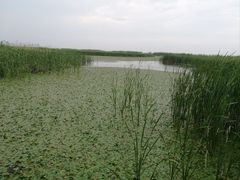 -宁波杭州湾国家湿地公园
