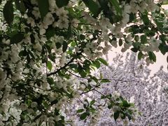 -海棠花溪(元大都城垣遗址公园)