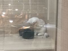 -飞行喵MR PILOT|猫舍·猫咖(静安大融城店)