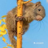 小小松鼠森林公园[胜利]