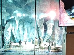 -帝企鹅自助餐厅•儿童岛•真企鹅(长隆企鹅酒店)