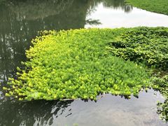 -桤木河湿地公园