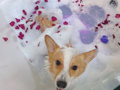 -派多格宠物(御景湾店)