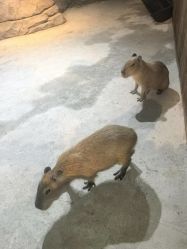 -长沙云顶星河游乐园(步步高·梅溪新天地店)