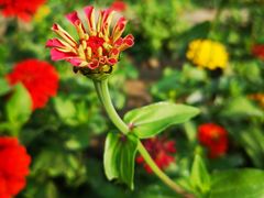 -永定河休闲森林公园