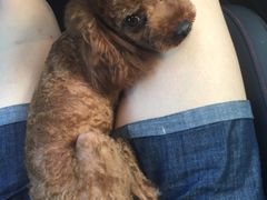 -多卡布奇宠物生活馆(上林世家店)