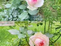 -国惠大酒楼(宝龙店)