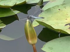 -莲花池公园