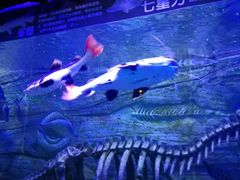 -芜湖新华联大白鲸海洋公园