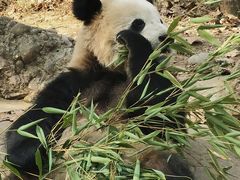 -都江堰中华大熊猫苑
