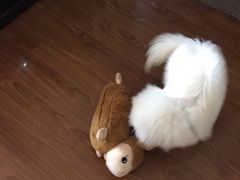 -米苏动物医院·犬猫专科·骨科外科内窥镜