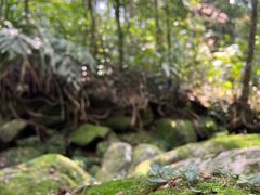 -海南热带雨林国家公园吊罗山景区