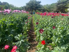 -国家植物园南园