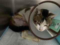 -东莞宠友24H宠物中心医院·转诊夜诊·异宠(新河北路院)