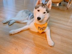 -Husky Go! 哈士奇体验馆·宠物咖啡厅狗咖