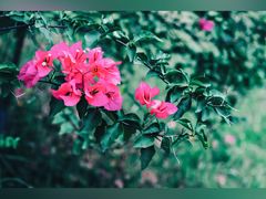 -福建鲤鱼洲酒店