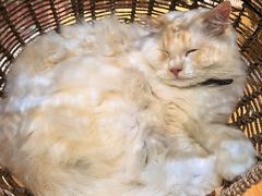 -藏猫猫咖啡主题馆(中央大道店)