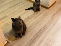 -瑞鹏宠物医院·爱宠堂·骨外专科(西荷分院)