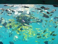 -瑞德姆美人鱼海底演艺主题餐厅(亚龙湾店)