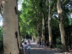 -武汉大学-樱园