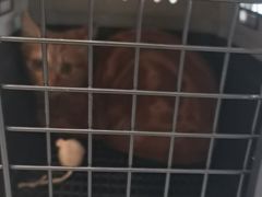 -艾吉宠物医院·疑难杂症转诊中心·猫友好(碧江路院)