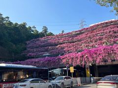 -深圳仙湖植物园