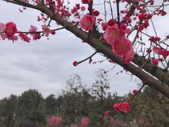 -铁山坪森林公园