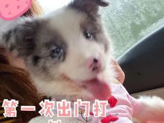 -翊宠yipet猫狗购宠庄园犬舍•猫舍